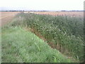 Looking north from Popton Bridge in TN29 0DU