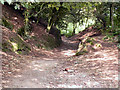 Woodland Path, Beeston Castle in Beeston
