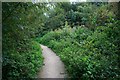 Path in the Attenborough reserve in NG9 6DB