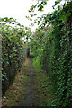 Path with overgrowing brambles in NG7 2SA