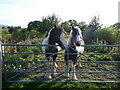 Gate guardians on Offa's Dyke Path in SY21 9LB