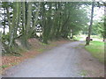 Quantocks Drove Road above Triscombe in TA5 1HJ