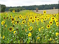 Sunflowers near Lodge Farm in SP5 5LU