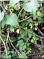 Hops (Humulus lupulus), West Gomeldon in SP4 6EE