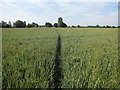 Footpath through the wheat in CB7 5AW