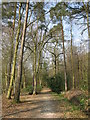 Path through the forest in TN22 3PJ