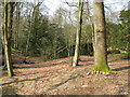 Footbridge in the forest in RH17 7LQ