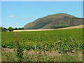 Crops at Muirs of Kinnesswood in KY13 9ND
