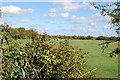Berries on the Manxey Levels in Pevensey