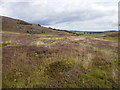 Heather moor near Norman's Law in KY15 4PB