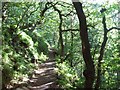 Woodland Footpath near High Bradfield in S6 6LB