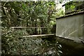 A bridge on the River Caen in Blackwell wood in EX33 2LP