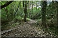 A fork in the footpath in Blackwell Woods in EX33 2LP
