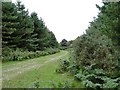 Trackway through Dunwich Forest in IP17 3ED