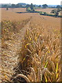 Path through the wheatfield at Bayton in DY14 9LZ