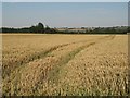 Yet another wheatfield in SN15 4LR