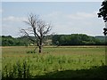Weedy field and dead tree in HR2 0AP
