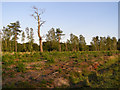 Regrowth in a cleared area in the Ipley Inclosure, New Forest in SO40 4UR