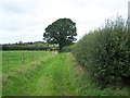 Footpath To Marston in ST18 9SY