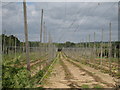 Harvested Hop Field, Hoad's Farm in TN18 5PT