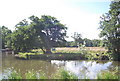 Tree by the Confluence of the River Wey and Cranleigh Waters in GU3 1NG