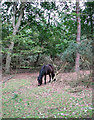 Dartmoor pony in Dunwich Forest in IP17 3ED