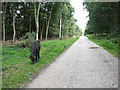 Dartmoor pony grazing in Dunwich Forest in IP17 3ED