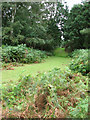 Track through Foxburrow Wood in IP17 3ED