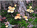 Mushrooms growing on tree stump, Dunwich Forest in IP17 3ED