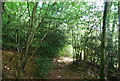 Footpath across Hindhead Common in GU27 1HQ