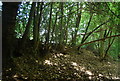 Small coppiced trees, Hindhead Common in GU27 1HQ