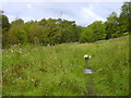 Footpath to Snig Hole from Irwell Vale in Ewood Bridge