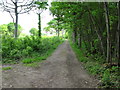 Footpath through Pine Woods in CT3 1TB