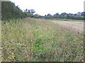 Footpath through thistles in Aston Sandford