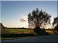 Field in the evening light, with coppiced willow tree, near Whitson in NP18 2PG