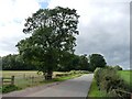 Roadside tree in WS15 3PH