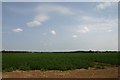 Potato Field near Tuddenham in IP28 6SE
