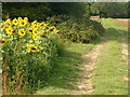 Sunflowers and Footpath by Stony Copse in RH12 3PN