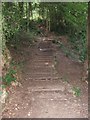 Path in Berry's Wood, near Newton Abbot in TQ12 6AJ
