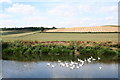 Swans on the River Wye near Brinkley Hill in HR1 4SL