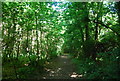 Footpath through Moorlands Wood in ME19 5NP