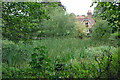 Overgrown pond, Hartley Green in DA3 8LZ