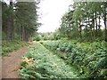 Forest Walk at Shouldham warren in PE33 0DQ