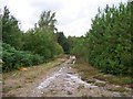 Forest walk at Shouldham Warren in PE33 0DH