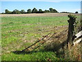 Stubble field at Thruxton in HR2 9AT