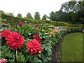Dahlia Garden in CB25 9EN