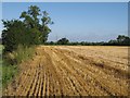 Recently harvested field of wheat in SN10 3LQ