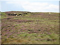 Willyshaw Rigg with heather in bloom in CA9 3NQ
