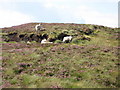 Swaledales resting in a peat hagg on Willyshaw Rigg in CA9 3NQ