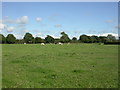 Bashley, grazing cattle in BH25 5TA